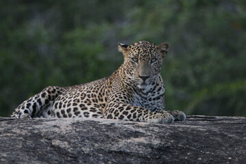 Sri Lankan leopard in Yala National Park, Sri Lanka 