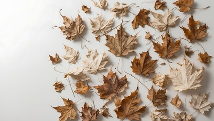 set of dry leaves, dead, dehydrated and discolored fallen leaves, common during fall season, isolated on white background