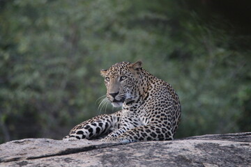 sri lankan leopards in yala national park