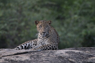 sri lankan leopards in yala national park