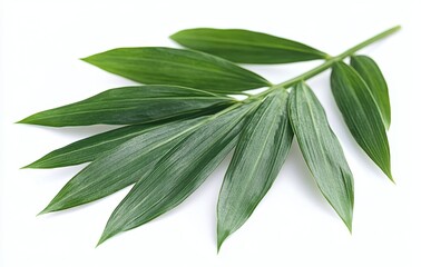 Fresh Green Leaves Isolated on White Background Highlighting Natural Texture and Vibrant Colors for Botanical or Eco-Friendly Themes