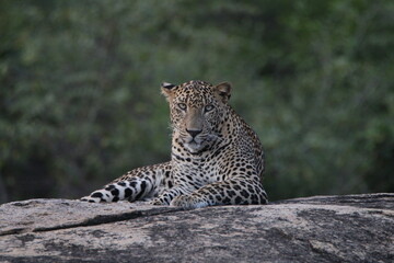 sri lankan leopards in yala national park