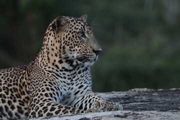 sri lankan leopards in yala national park