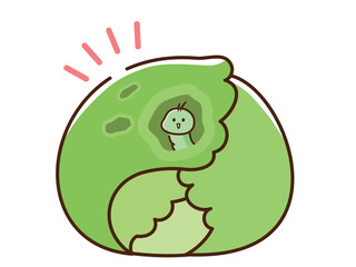 虫食いキャベツ