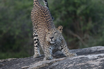 Sri Lankan leopard in Yala National Park, Sri Lanka 