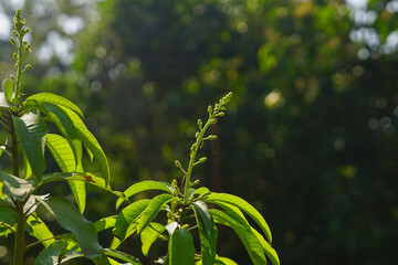 Mango inflorescence 