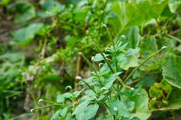 Indian heliotrope flowers 