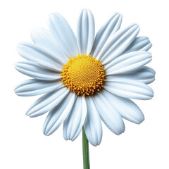 White daisy flower isolated on white background, cut out. Fresh chamomile with yellow center and white petals. Perfect for nature, spring, and purity concepts