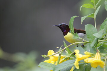 Sri Lankan Birds in the Wild, Sri Lanka 