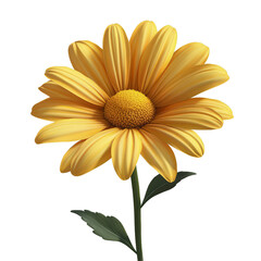 Yellow daisy flower isolated on white background, cut out. Fresh chamomile with yellow center and white petals. Perfect for nature, spring, and purity concepts
