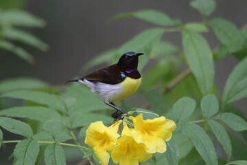 Sri Lankan Birds in the Wild, Sri Lanka 