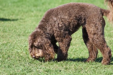 Fluffy doodle mix brown dog sniffing the green grass at Calumet park