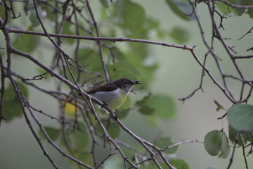 Sri Lankan Birds in the Wild, Sri Lanka 