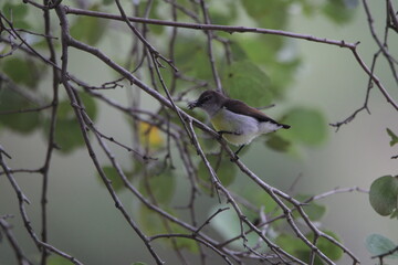 Sri Lankan Birds in the Wild, Sri Lanka 