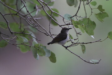 Sri Lankan Birds in the Wild, Sri Lanka 