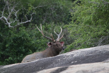 Sambar Deer in the Wild, Sri Lanka 