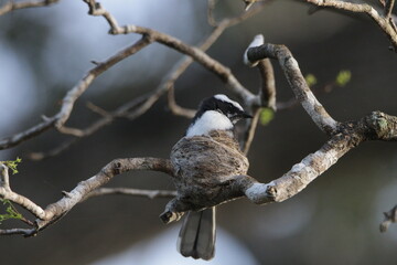 Sri Lankan Birds in the Wild, Sri Lanka 