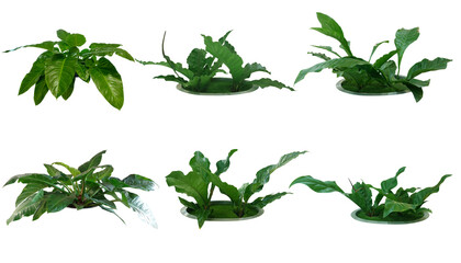 Colocasia plant large fresh green leaves planted in a white pot.
A popular ornamental plant for decorating the garden.
Isolated on White background and clipping path.
Collection of 6 trees.