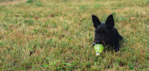 Dog play with yellow shuttlecock lie on green grass. Furry friends Outside recreation and fresh...
