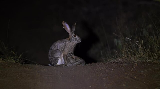 Fuzzy little bunny kit nurses milk from Scrub hare mom on night road