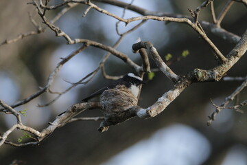 Sri Lankan Birds in the Wild, Sri Lanka 