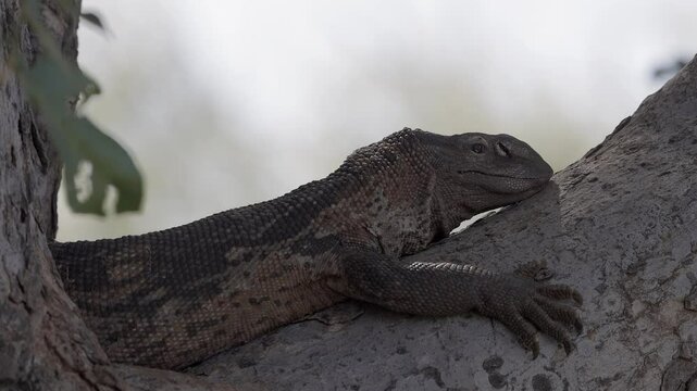 Large Rock monitor lizard rests on tree branch, reptile copy space