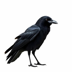Fototapeta premium a beautiful black raven standing isolated on the white background