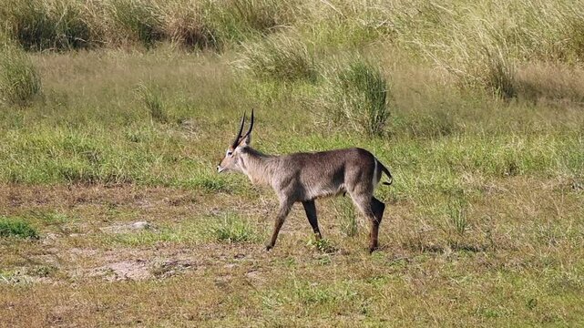 Ruminant Waterbuck antelope on savanna regurgitates cud to chew