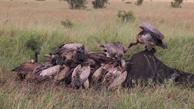 Vultures feed on buffalo carrion in Kruger National Park, South Africa