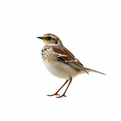 Fototapeta premium A Horned Lark isolated on the white background