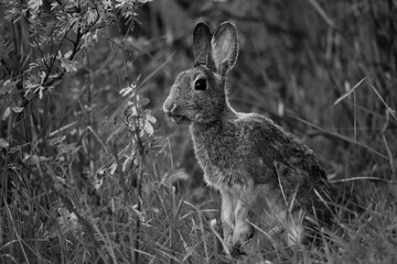 rabbit in the grass