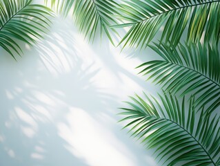Fototapeta premium Lush Green Palm Leaves Casting Soft Shadows on Light Background in Serene Nature Afterglow Atmosphere Ideal for Tropical Themes and Relaxation Spaces