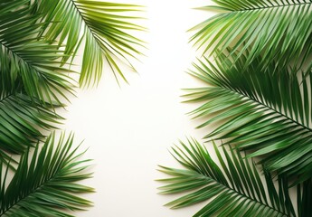 Lush Green Palm Leaves Framing a Blank Space on White Background Ideal for Tropical, Summer Themes or Nature-inspired Projects