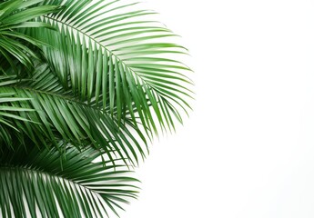Fototapeta premium Lush Green Palm Leaves Isolated on White Background Perfect for Nature, Decoration, and Botanical Theme in Creative Design Projects