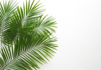 Obraz premium Lush Green Palm Leaves on a Clean White Background Ideal for Tropical and Nature-Themed Designs Featuring Vibrant and Refreshing Elements