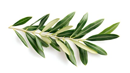 Obraz premium Fresh olive branch leaves isolated on white