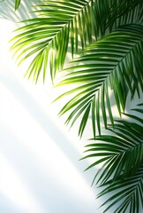 Naklejka premium Lush Green Palm Leaves with Natural Light Against a Soft White Background for Relaxing and Tropical Ambiance in Interior Spaces