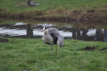 Grey Heron bird in nature walking around Dutch windmill