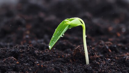 Macro time lapse of tiny green sprout emerging from dark soil showcasing growth and renewal concept for nature themes in photography and design