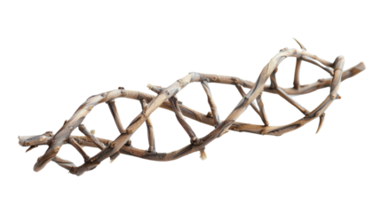 Dna model made from branches on transparent background