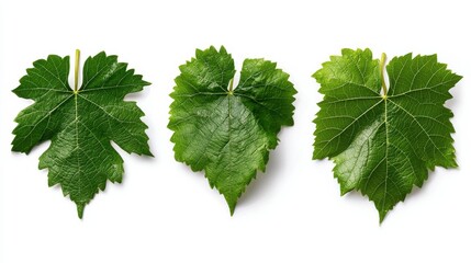 Three leaves of a vine are shown in different stages of growth