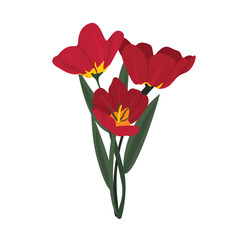 Vibrant Red Poppy Flower in Full Bloom, Delicate Spring Wildflower