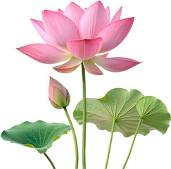 Fototapeta premium A stunning Lotus flower showcasing grace and elegance, representing purity and serenity in nature. 