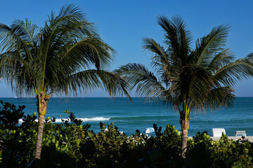 palm trees on a tropical beach