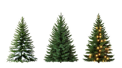 Png of Three beautiful Christmas trees: one frosted with snow, one lush and green, and one adorned with lights on transparent background.