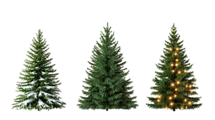Png of Three beautiful Christmas trees: one frosted with snow, one lush and green, and one adorned with lights on transparent background.