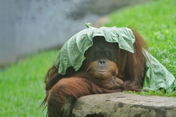 an orangutan is lying down while covering his head with leaves © Pitokung
