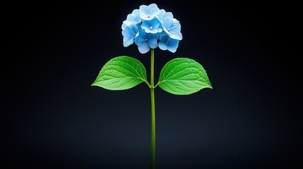 A vibrant blue flower stands tall against a dark background, showcasing its delicate petals and lush green leaves.