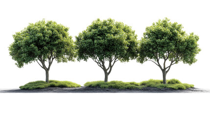 Trio of Serene Trees: Three flourishing trees stand in harmonious arrangement, their vibrant green foliage offering a refreshing display against the sky.