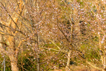 陽光に照らされた冬桜の枝